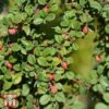 Cotoneaster Microphyllus 'Streibs Findling' -Perfect Greenery T66185 COTO 1