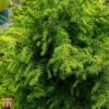 Cryptomeria Japonica 'Vilmoriniana' 1 Cryptomeria Japonica 'Vilmoriniana' -Perfect Greenery T66190 CRYP 1