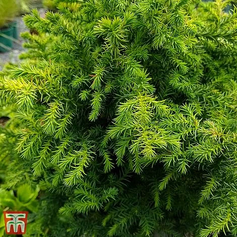 Cryptomeria Japonica 'Vilmoriniana' 3 Cryptomeria Japonica 'Vilmoriniana'