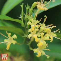 Diervilla Sessilifolia 'Cool Splash First Edition'