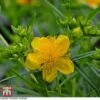 Hypericum Kalmianum 'Sunny Boulevard' -Perfect Greenery T66263 HYPE 1
