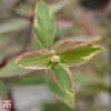 Hypericum X Moserianum 'Tricolor' -Perfect Greenery T66264 HYPE 1