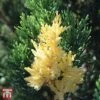 Juniperus Chinensis 'Expansa Variegata' -Perfect Greenery T66268 JUNI 1