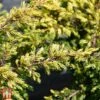 Juniperus Chinensis 'Goldschatz' -Perfect Greenery T66269 JUNI 1