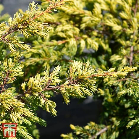 Juniperus Chinensis 'Goldschatz' 3 Juniperus Chinensis 'Goldschatz'