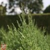 Juniperus Chinensis 'Stricta' -Perfect Greenery T66271 JUNI 1
