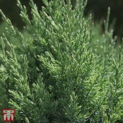 Juniperus Chinensis 'Stricta' -Perfect Greenery T66271 JUNI 2