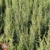 Juniperus Communis 'Arnold' -Perfect Greenery T66272 JUNI 1
