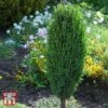 Juniperus Communis 'Compressa' -Perfect Greenery T66273 JUNI 1