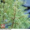 Juniperus Communis 'Gold Cone' -Perfect Greenery T66274 JUNI 1