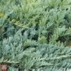 Juniperus Horizontalis 'Blue Chip' 2 Juniperus Horizontalis 'Blue Chip' -Perfect Greenery T66283 JUNI 1