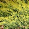 Juniperus Horizontalis 'Golden Carpet' 1 Juniperus Horizontalis 'Golden Carpet' -Perfect Greenery T66284 JUNI 1