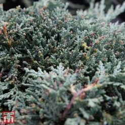Juniperus Horizontalis 'Icee Blue' -Perfect Greenery T66285 JUNI 2