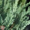Juniperus Horizontalis 'Jade River' -Perfect Greenery T66286 JUNI 1
