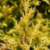 Juniperus Horizontalis 'Lime Glow' -Perfect Greenery T66287 JUNI 1