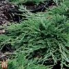 Juniperus Horizontalis 'Pancake' -Perfect Greenery T66288 JUNI 1