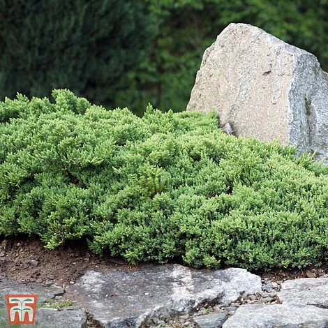 Juniperus Horizontalis 'Wiltonii' 3 Juniperus Horizontalis 'Wiltonii'