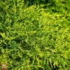 Juniperus X Pfitzeriana 'Gold Coast' 1 Juniperus X Pfitzeriana 'Gold Coast' -Perfect Greenery T66293 JUNI 1