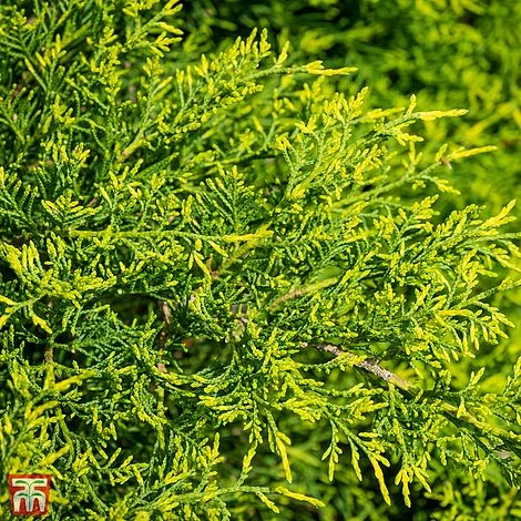 Juniperus X Pfitzeriana 'Gold Coast' 3 Juniperus X Pfitzeriana 'Gold Coast'