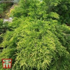 Juniperus X Pfitzeriana 'Goldkissen'
