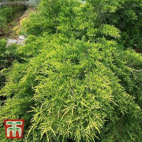 Juniperus X Pfitzeriana 'Goldkissen' 3 Juniperus X Pfitzeriana 'Goldkissen'