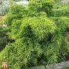 Juniperus X Pfitzeriana 'Old Gold' 1 Juniperus X Pfitzeriana 'Old Gold' -Perfect Greenery T66298 JUNI 1