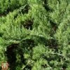 Juniperus Sabina 'Tamariscifolia' -Perfect Greenery T66301 JUNI 1