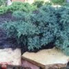 Juniperus Squamata 'Blue Star' -Perfect Greenery T66307 JUNI 1