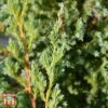 Juniperus Squamata 'Blue Swede' -Perfect Greenery T66308 JUNI 1