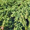 Juniperus Squamata 'Dream Joy' -Perfect Greenery T66309 JUNI 1