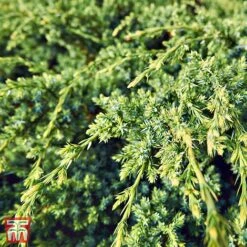 Juniperus Squamata 'Dream Joy'