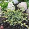 Juniperus Squamata 'Holger' -Perfect Greenery T66310 JUNI 1