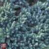 Juniperus Squamata 'Tropical Blue' -Perfect Greenery T66314 JUNI 1