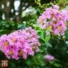 Lagerstroemia Indica 'Rhapsody In Pink' 2 Lagerstroemia Indica 'Rhapsody In Pink' -Perfect Greenery T66318 LAGE 1