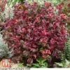 Leucothoe Axillaris 'Twisting Red' -Perfect Greenery T66324 LEUC 1