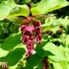 Leycesteria Formosa 'Purple Rain' 2 Leycesteria Formosa 'Purple Rain' -Perfect Greenery T66328 LEYC 1