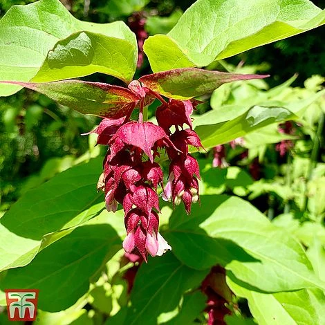 Leycesteria Formosa 'Purple Rain' 3 Leycesteria Formosa 'Purple Rain'