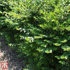 Lonicera Pileata -Perfect Greenery T66344 LONI 1