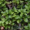 Osmanthus Heterophyllus -Perfect Greenery T66354 OSMA 1