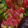 Parthenocissus Quinquefolia 'Engelmannii' -Perfect Greenery T66356 PART 1