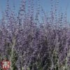 Perovskia Atriplicifolia 'Little Spire' 1 Perovskia Atriplicifolia 'Little Spire' -Perfect Greenery T66361 PERO 1