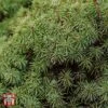 Picea Abies 'Tompa' -Perfect Greenery T66386 PICE 1
