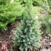 Picea Glauca 'Sanders Blue' -Perfect Greenery T66393 PICE 1