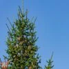 Picea Omorika 'Karel' -Perfect Greenery T66395 PICE 1
