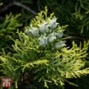 Thuja Orientalis 'Fleck' -Perfect Greenery T66397 THUJ 1