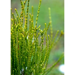 Thuja Orientalis 'Franky Boy'