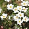Potentilla Fruticosa 'Crème Brule' First Edition -Perfect Greenery T66401 POTE 1
