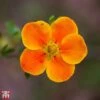Potentilla Fruticosa 'Hopleys Orange' -Perfect Greenery T66403 POTE 1
