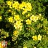 Potentilla Fruticosa 'Sommerflor' -Perfect Greenery T66408 POTE 1