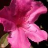 Rhododendron 'Blaauws Pink' -Perfect Greenery T66422 AZAL 1